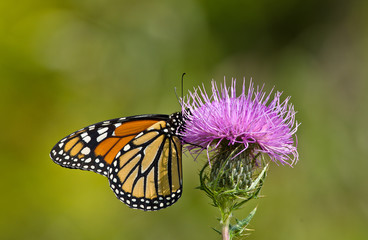 Monarch and Thistle