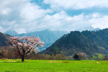 北海道の蝦夷山桜