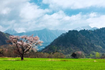 Raamstickers Kersenbloesem 北海道の蝦夷山桜