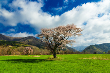 北海道の蝦夷山桜