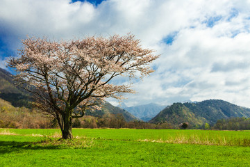 北海道の蝦夷山桜