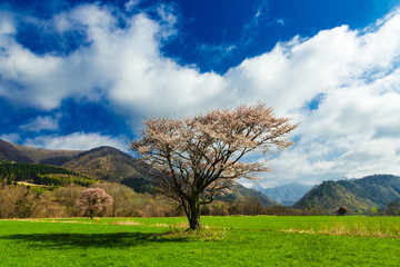 Fototapeta na wymiar 北海道の蝦夷山桜