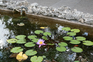 Lilly Pond