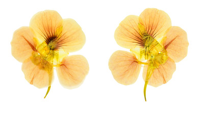 Pressed and dried flowers nasturtium (tropaeolum). Isolated on white
