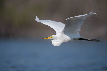 Obraz premium Great Egret