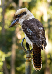 Close up of Kookaburra