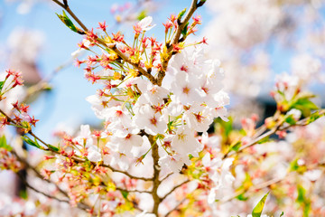 beautiful Sakura flowers and branches