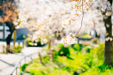 a single focused Sakura flowers