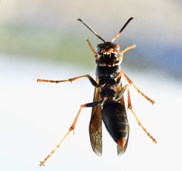 Hornet up close and personal