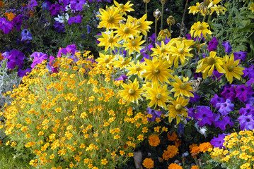Fleurs colorées jaune et mauve en massif, France © Philippe Prudhomme