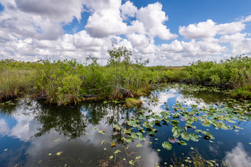 Fototapeta na wymiar Reflections of the Everglades