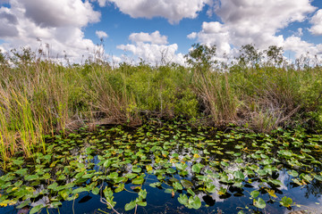 Deep Reeds of the Everglades