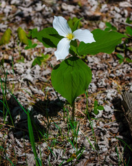 Close-up of a lone White Trillium