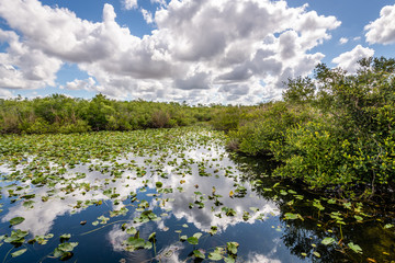Obraz na płótnie Canvas The Everglades' Anhinga Trail 