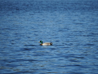 トリリアム湖の鴨