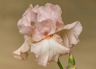 Foto op Plexiglas Roze Iris © Cindy