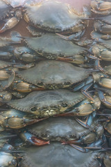many fresh softshell crabs for sale at the market behind a glass case vertical view