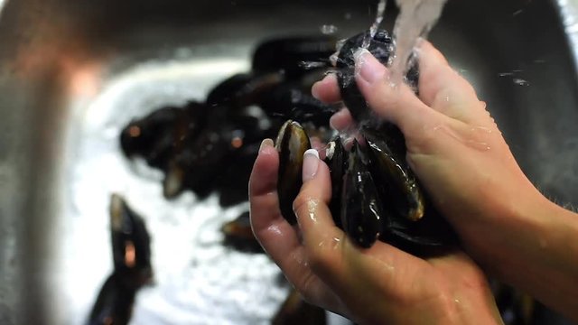 Top view of woman hands washing mussels under the running water in sink. Preparation of mussels before the cooking.
