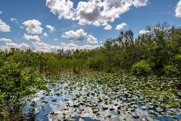 Obraz na płótnie Canvas Everglades National Park Lily Pads