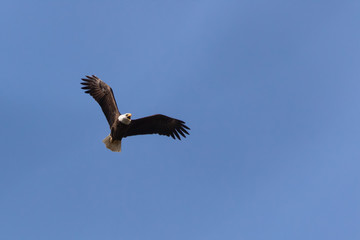 Bald Eagle in Flight