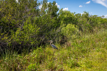 Blue Heron