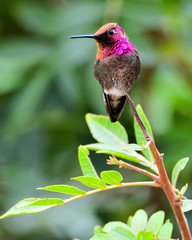 Colorful Hummingbird