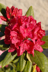 Rhododendrons rouges, fleurs ornementales, France