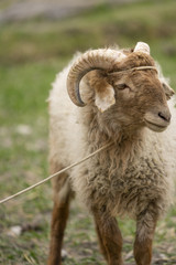 a bighorn sheep in Passu Village, Pakistan
