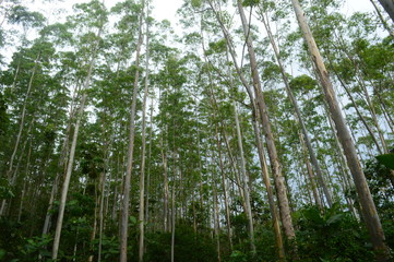 Eucalyptus trees 