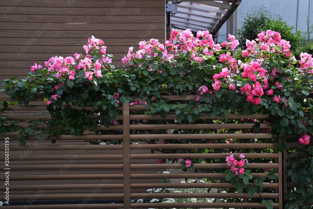 Poster roses are blooming with a fence