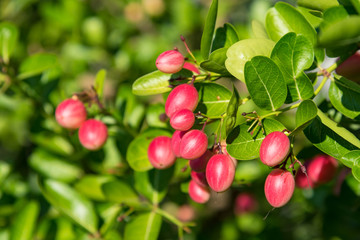 Fresh organic Carunda or Karonda fruits on tree (Carissa carandas).Thailand.