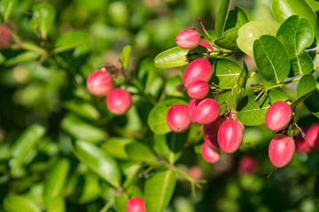 Fresh organic Carunda or Karonda fruits on tree (Carissa carandas).Thailand.
