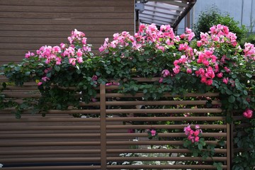 Roses are blooming with a fence