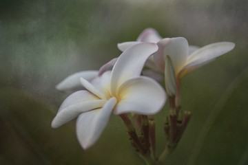 Obraz na płótnie Canvas Plumeria Blossoms 