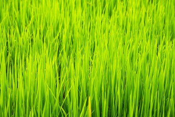 Fototapeta na wymiar Soft focus of green rice leaf in paddy field.Thailand.