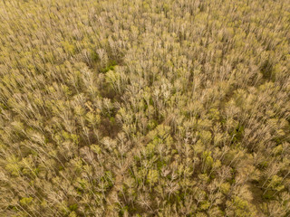 Aerial photography of birch forest
