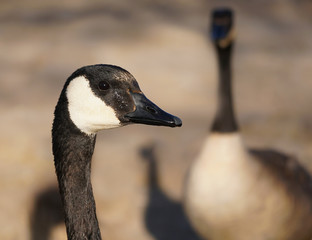 Close Up of a Canadian Goose with Another in the Background