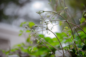 growing plant blur nackground