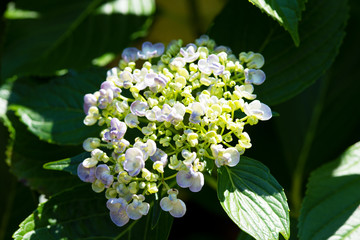 紫色のアジサイの花のアップ