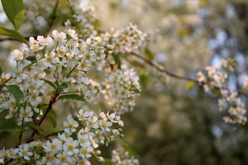 Beautiful floral spring nature background. Branches of blossoming bird-cherry (Prunus padus) in spring with a soft focus.
