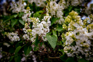 Tree Branches w/ Flowers