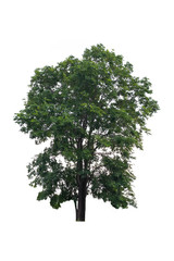 Fototapeta premium Big tree isolated.