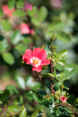ピンク色のばら「ピンクメイディランド」の花のアップ	