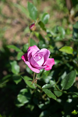 紫色のばら「ブルーリバー」の花のアップ	