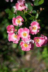 ピンク色のばらの花のアップ