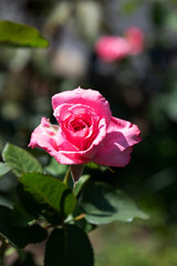 ピンク色のばら「芳純」の花のアップ