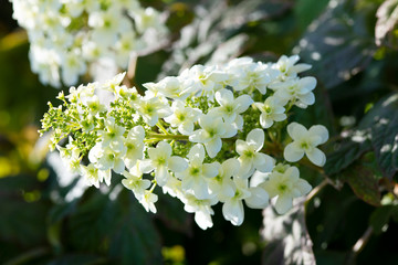 白いカシワバアジサイの花のアップ