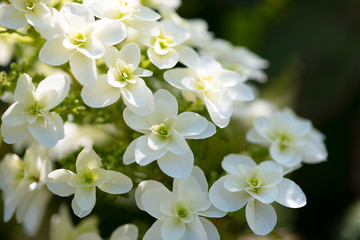 白いカシワバアジサイの花のアップ