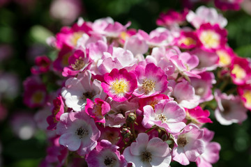 ピンク色のばら「モーツァルト」の花のアップ