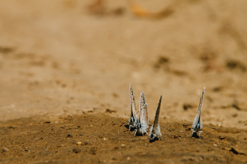 Butterflies on the sand